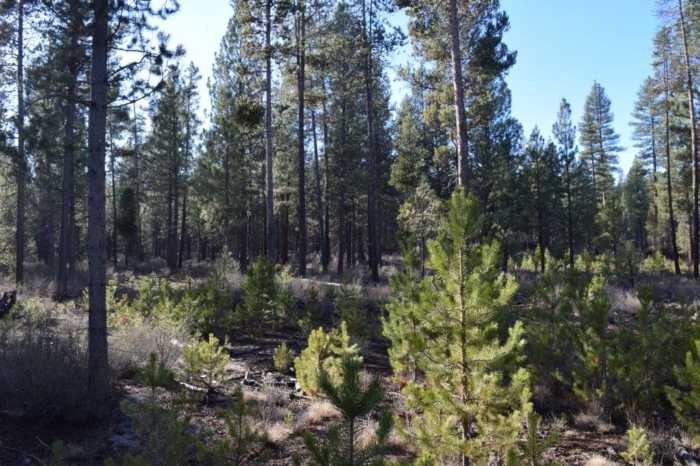 20 acres of land for sale in La Pine, Oregon